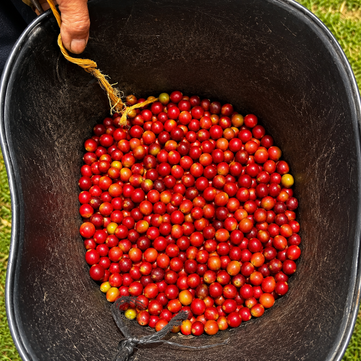 Turmalina Coffee - Andes Origin