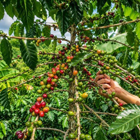 Turmalina Coffee - Andes Origin