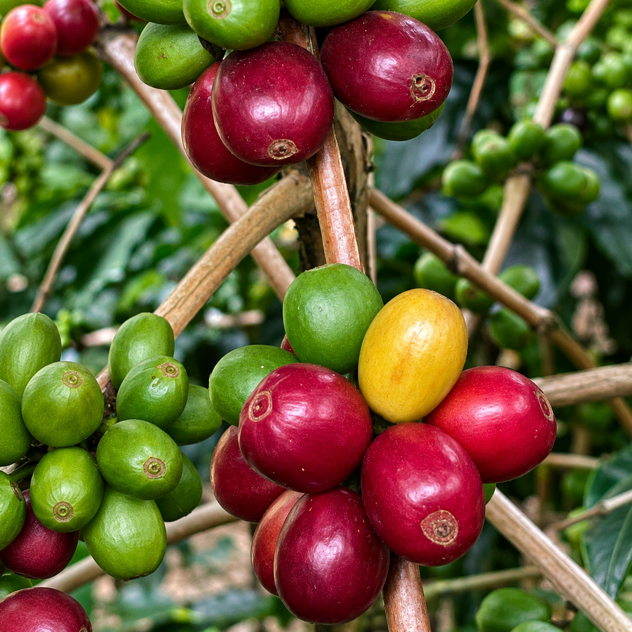 Turmalina Coffee - Andes Origin